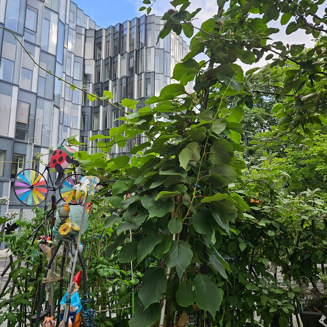 Les potagers du théâtre Victor Hugo 2